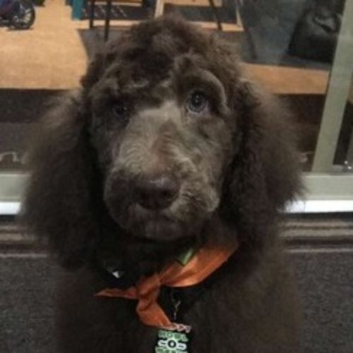 Pet Care Job Robert D's Profile Picture