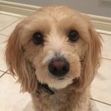 Experianced Dog Walker and Pet Visits