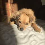 Laval Pet Supervisor Looking For Being Hired