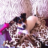 Fun, Loving, Attentive Pet Sitter Available!