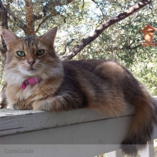Pet Care Provider Sharon O's Profile Picture