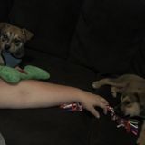 Looking for puppy care