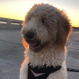 Reliable pet caretaker available for wide variety of animals!