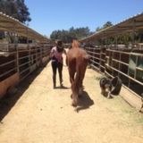 Available: Talented Pet Care Provider in Orange County Area