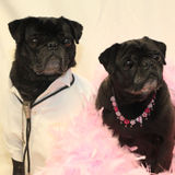 Experienced Pet Care Provider