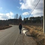 Looking for Pet Sitting/ Dog Walking