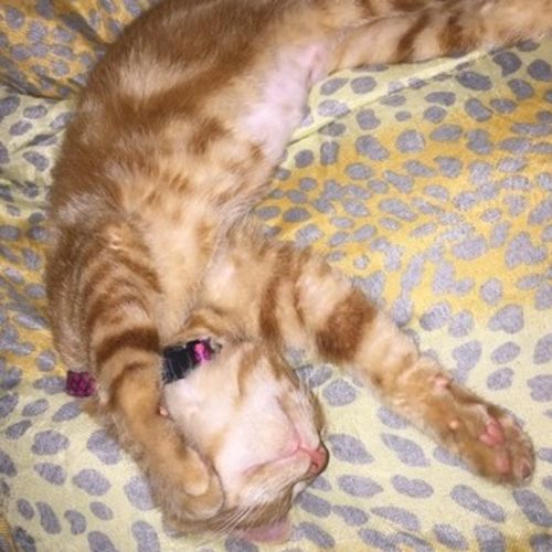 Pet Care Provider MaKayla W's Profile Picture