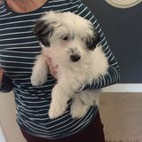 Available Immediately: Dependable British Dog & Cat Sitter in Irvine