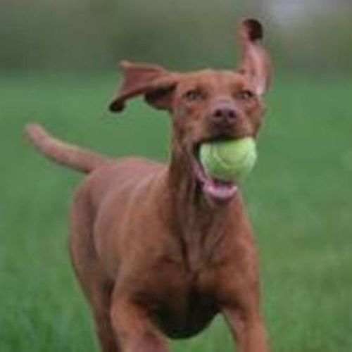 Pet Care Provider Tammy Higgins's Profile Picture