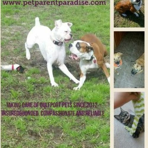 Pet Care Provider Pet P's Profile Picture