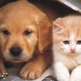 In Your Home Petsitting -Where You Have Piece Of Mind!