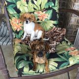 Madison Pet Care Provider Seeking Work