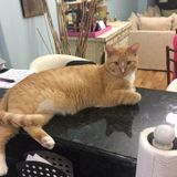 Reliable Pet Care Provider in Indialantic