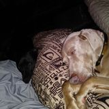 North Port port Charlotte punta Gorda Home Sitter Available For Being Hired