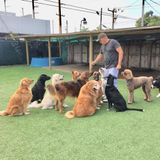 Qualified Dog Walker in Miami