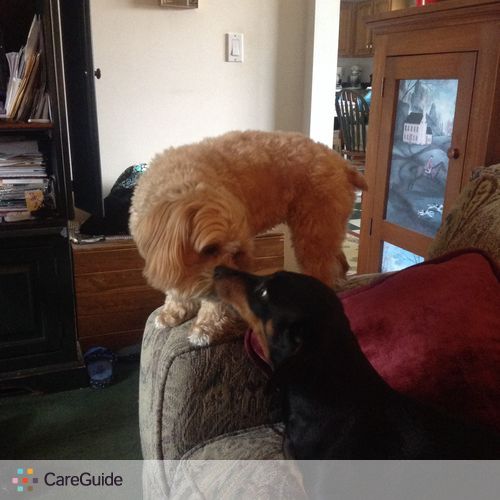 Pet Care Provider Jeannine R's Profile Picture
