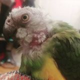 Job Opportunity: Parrot Petsitter with Senegal
