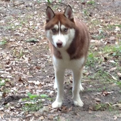 Pet Care Provider Brittany Leisure's Profile Picture