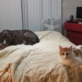 We're the pets, never forget it!