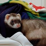 Halton Hills - daily pet care (cats, dogs, exotics) for furry parents who need someone to look after them while they are away