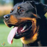 Pet sitter/walker in south Claremont