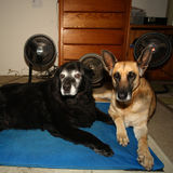 Pet Sitting / Errands for 2 Gentle Service Dogs