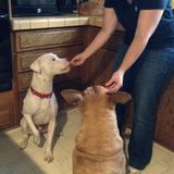 Gig Harbor Dog Sitter Available For Work