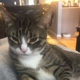 Loving Pet Owner Looking to Take Care of Your Pets
