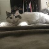 2 Month Care Needed For Sweet Cat