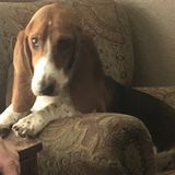 Available For a Pet Care Provider Opportunity in Longview