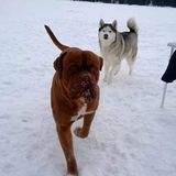 Pet Sitter (any) Dog Walker Trainer ernight Available 24/. locations. laurierwoods. 2acre 150ft Lakefrnt 25mins Hwy11N