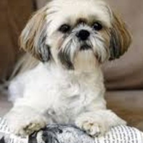 cat sitter north york