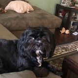 Good dog Sitting Professional in Commack