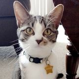 Check in on my cat 7/20-7/22