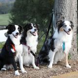 Looking for dog lover because we are people lovers!