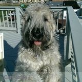 Dog Sitting in Ocean City