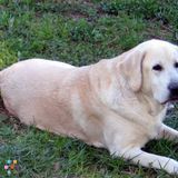 Affordable Pet Boarding And Daycare (Vero Beach)