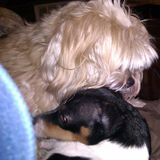 Pet care provider in NH. I love dogs and believe they are God's gift to humans. Dog is God spelled backwards.