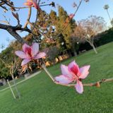 Los Angeles Residents Interviewing For Babysitting Opportunities in California