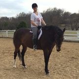 Flexible, Experienced Animal Caregiver with Veterinary Technician Experience: Canine, Feline, Equine, Reptile, & More
