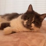 Pet Sitting Offered in Eagle Pass