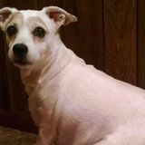 Gadsden Dog Walker Interested In Work in Alabama, Gadsden, attalla, rainbow city, South side .