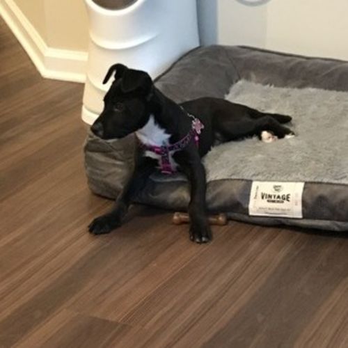 Pet Care Job Stephanie V's Profile Picture