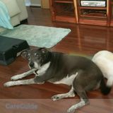 Excellent Pet Sitting Job Available