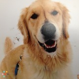 Dog, Cat, Horse Sitting-At Your Home
