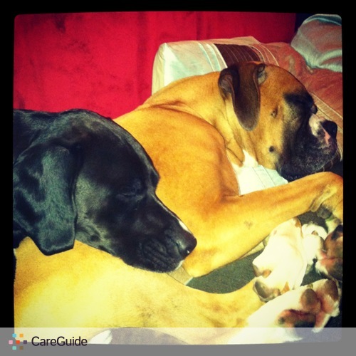 Pet Care Job Chelsi Taylor's Profile Picture