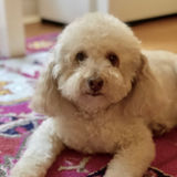 Boarding care for my sugar baby Austin, a 13-year old miniature poodle when I travel for work.