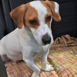 Looking for a calm, caring dog, cat and house sitter for 2 cuties and a cool character house.