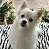 Looking For a Pet Care Provider Opportunity in Northbrook