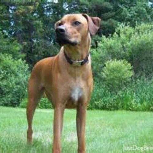 Pet Care Provider Tammy M's Profile Picture